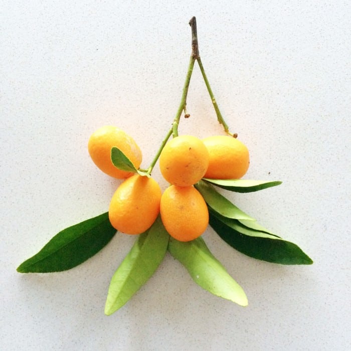 kumquat-sprig