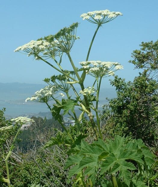 heracleum plant cow parsnip cococozy wikipedia
