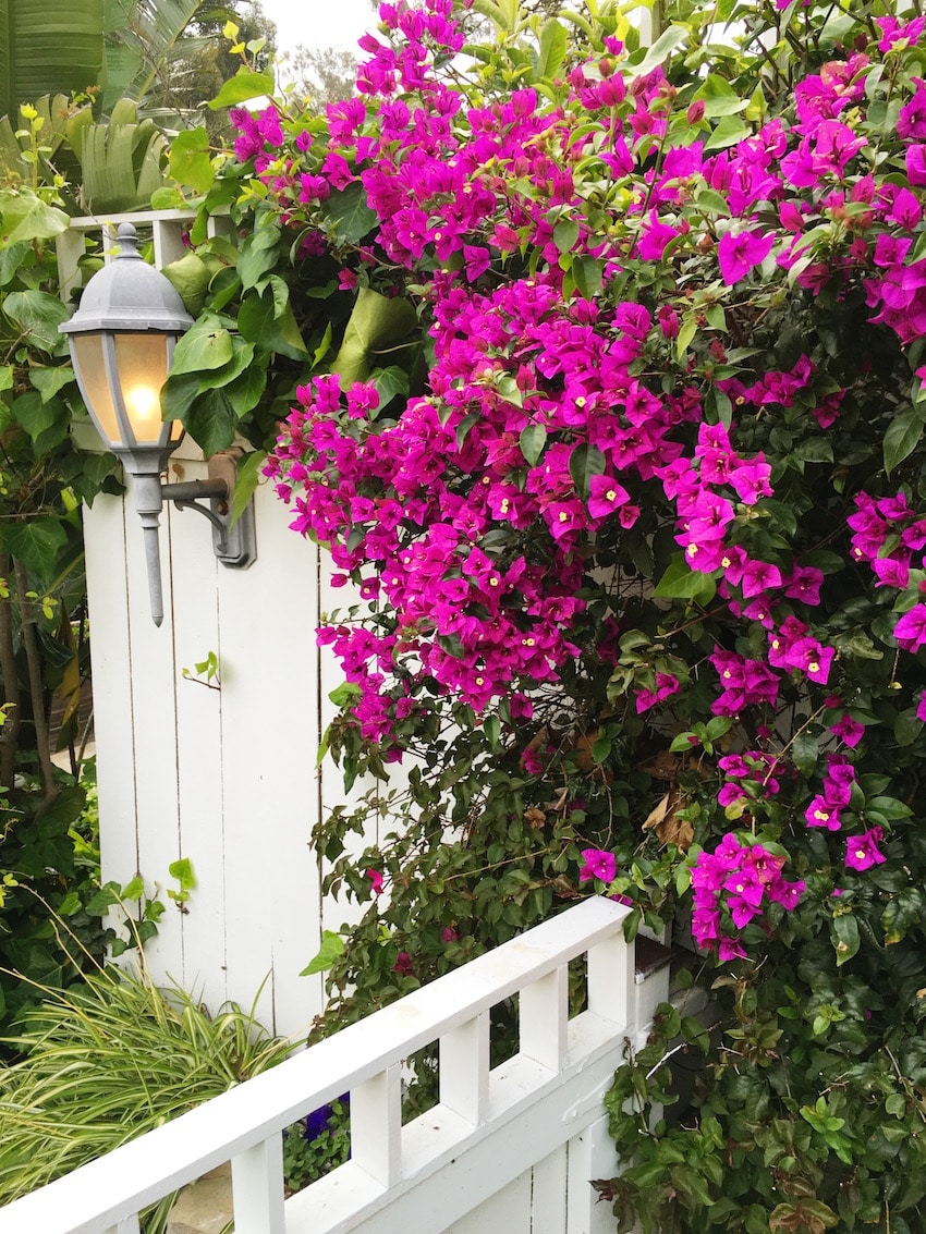 hollywood hills garden bougainvillea white fence