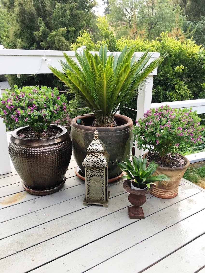 Hollywood Hills Garden Potted Plants