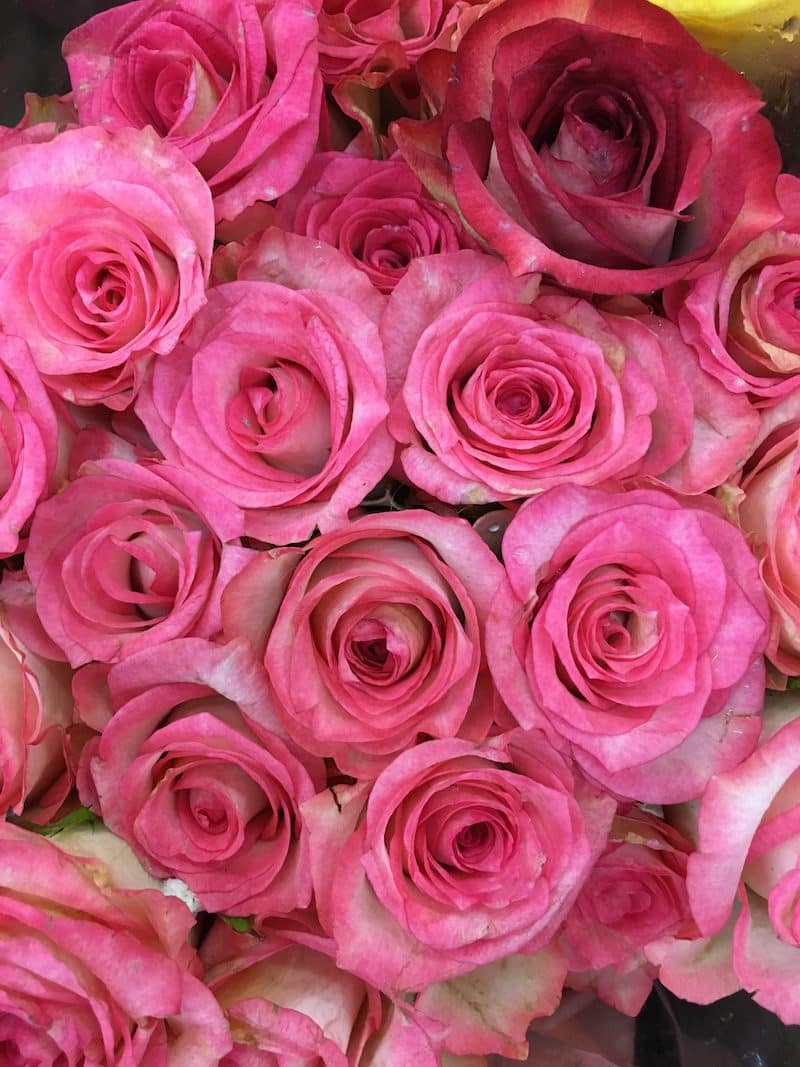 Bright Pink Roses LA Flower Mart