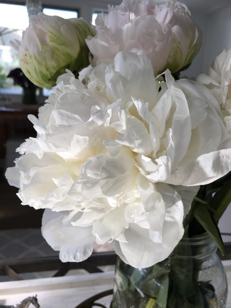 white peonies full bloom