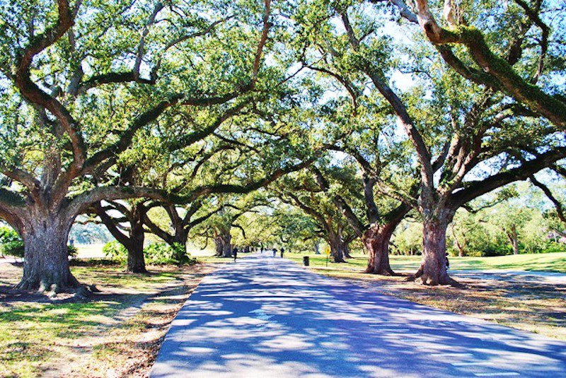new orleans oak trees allee