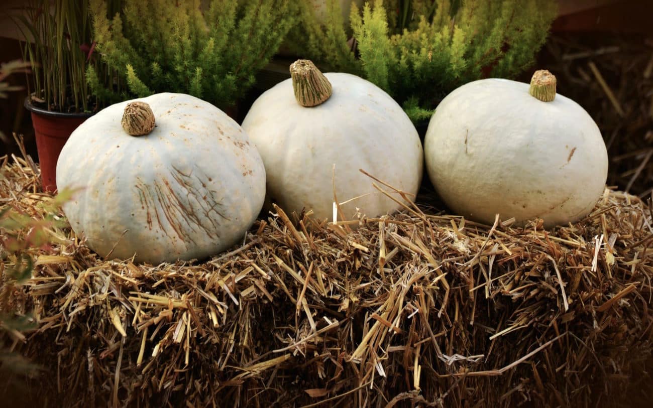Alt tag for Fall Mood white pumpkins