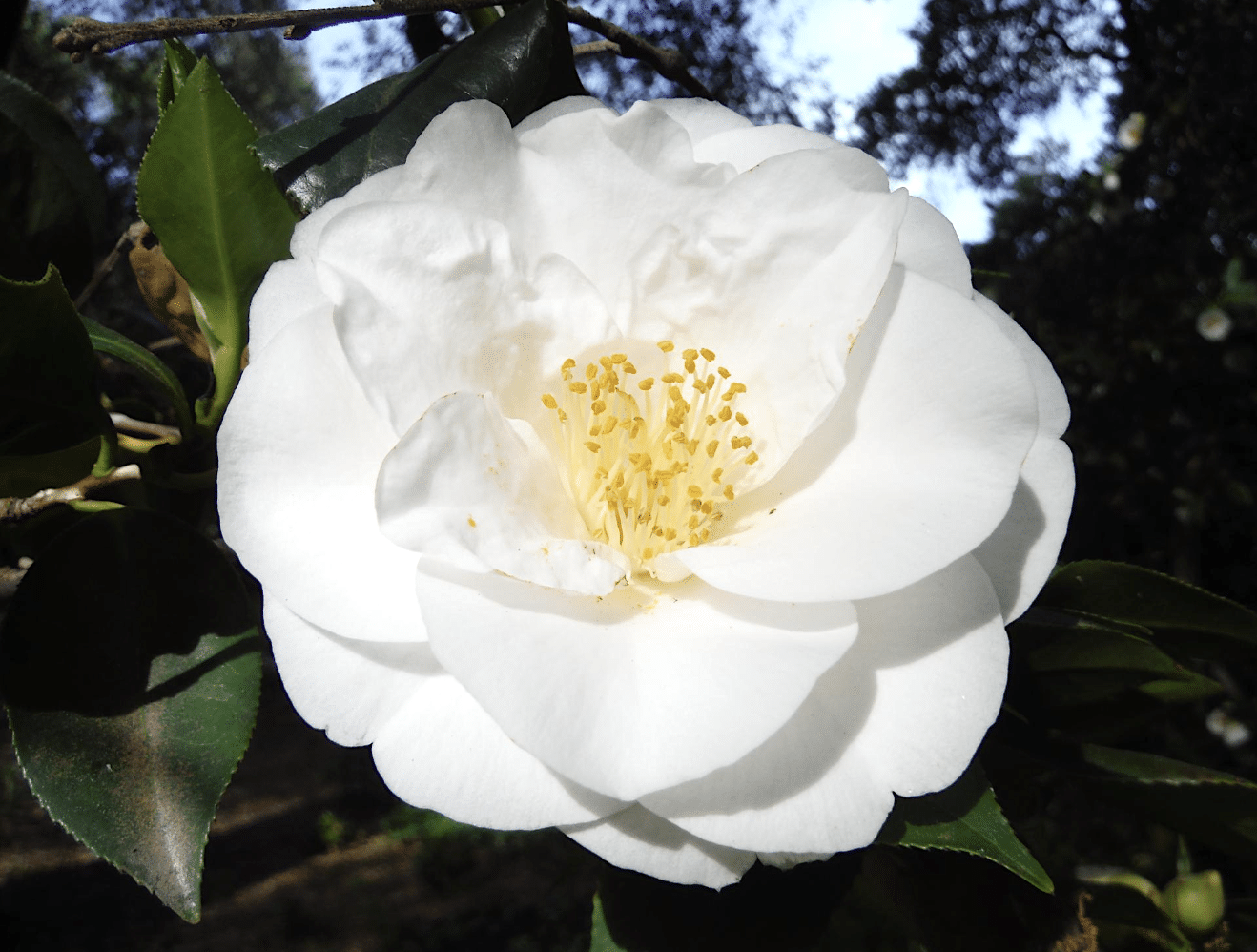Alt tag for Camellia japonica 'Jenny Jones'