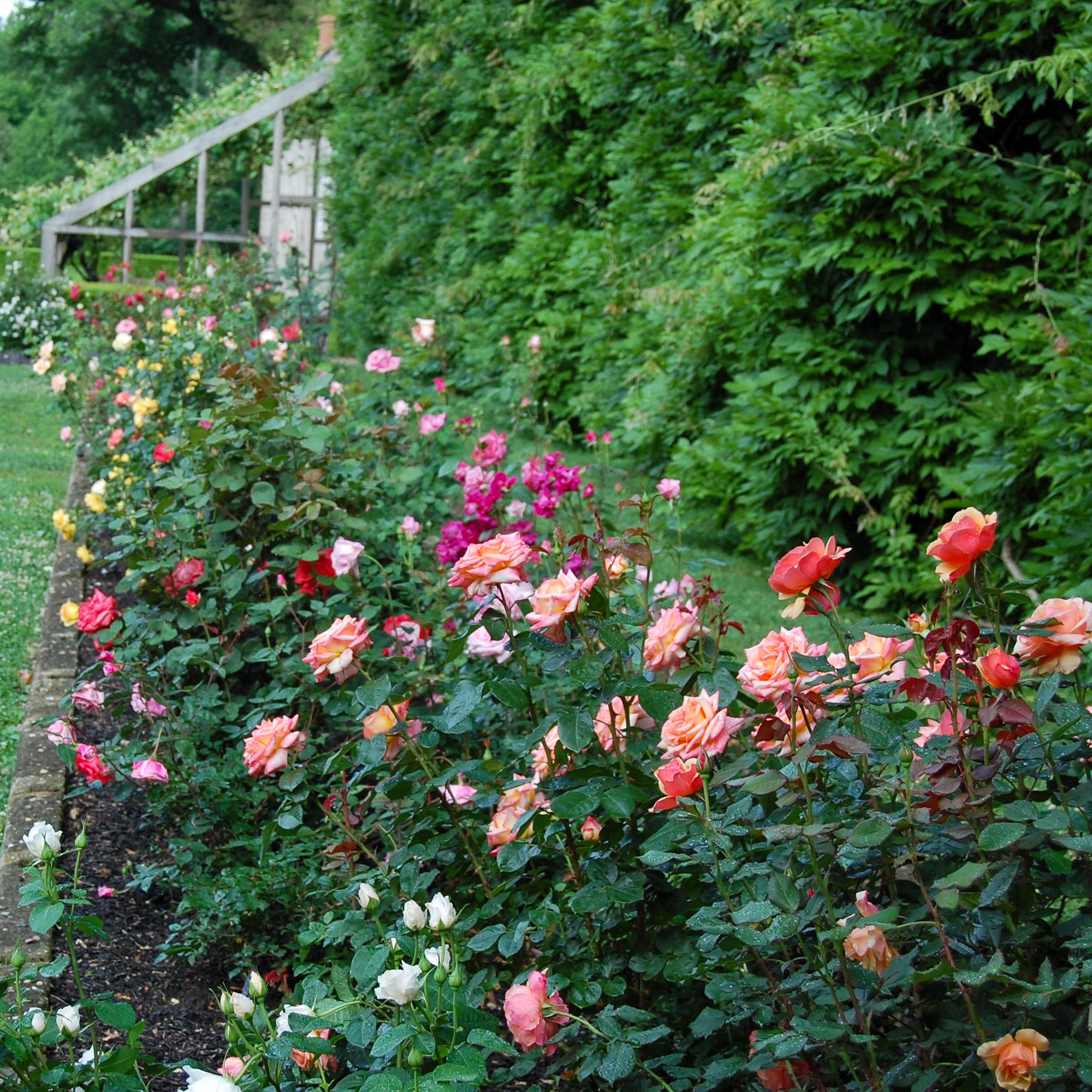 Alt tag for fairy-roses-gardens-hybrid-tea-cococozy