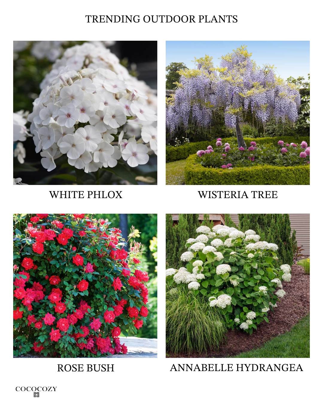 trending outdoor plants white phlox hydrangea png