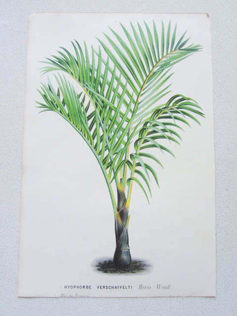 Herm Wendl botanical print