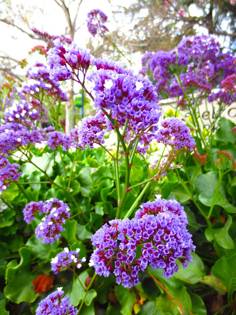 purple lilac plant bush shrub garden flower flowers spring bloom blossoms