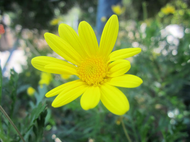 close up of a yellow daisy 