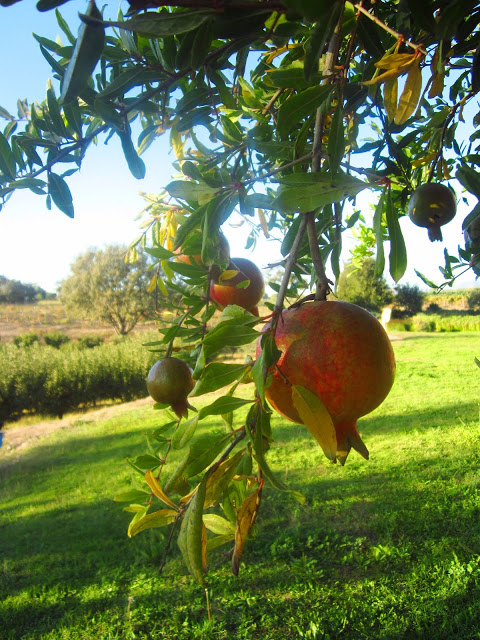 pomegranate hanging from a tree in Santa Ynez valley