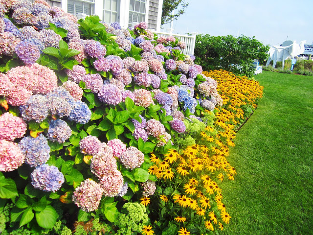 lawn with purple hydrangeas and black eyed susans 