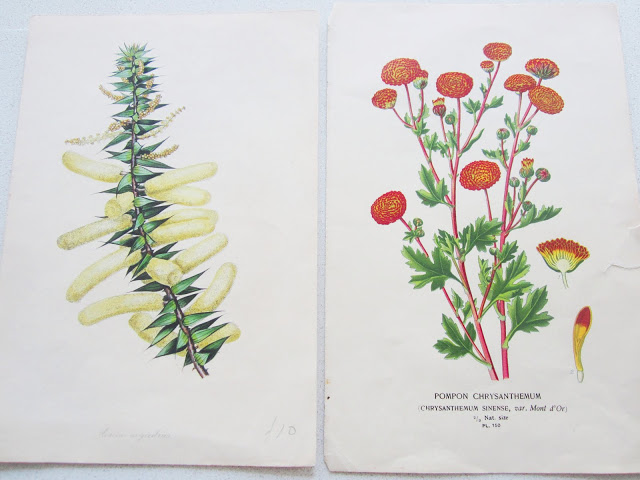 two botanical prints from the 1870s