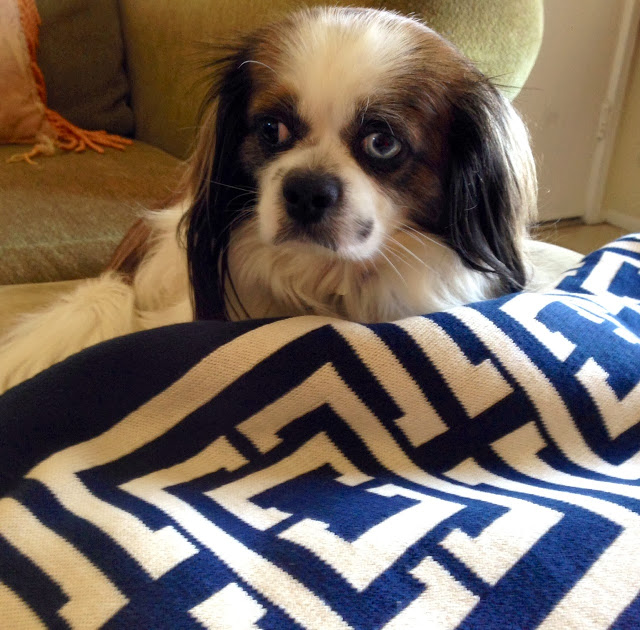 Cute King Charles mix with a navy COCOCOZY Logo Throw