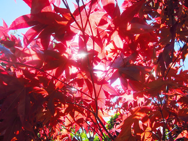 Japanese Maple leaves with the sun streaming through
