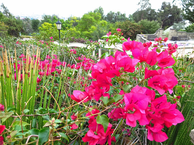 Greystone Mansion garden hot pink bougainvillea flowers estate