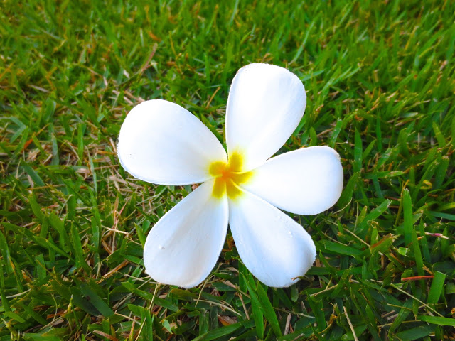 white Plumeria flower hawaii kauai grass lawn tropical plant