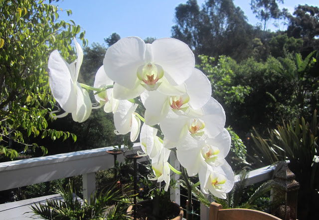 Beautiful white orchids on a patio 