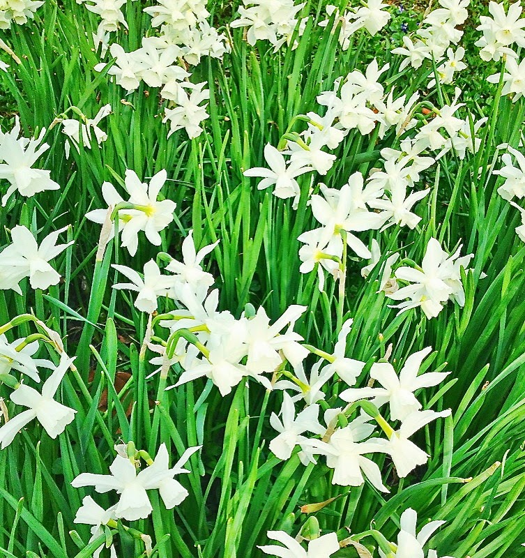 field of white daffodils flowers mothers day garden