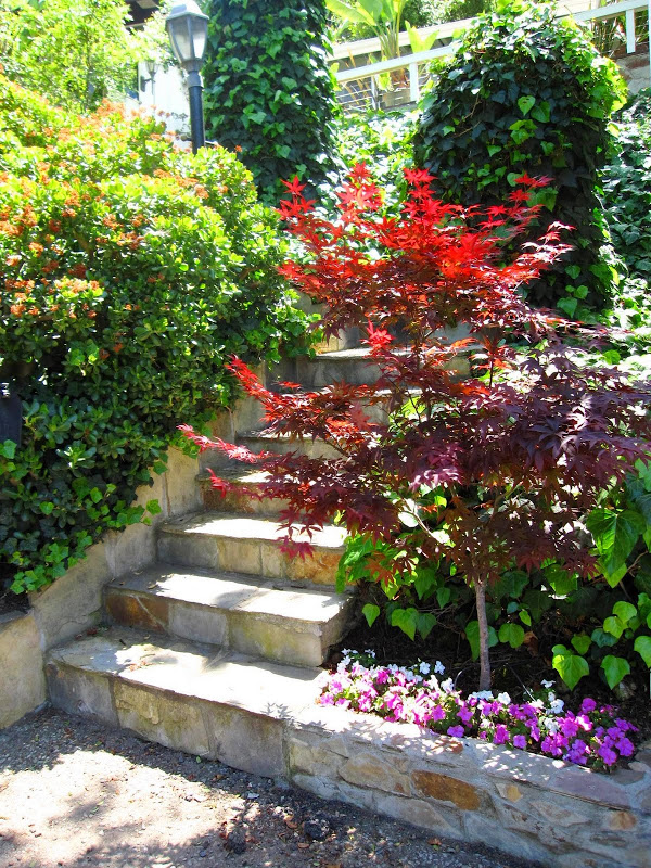Front patio with Japanese Maple, impatiens, ivy and winding flagstone steps