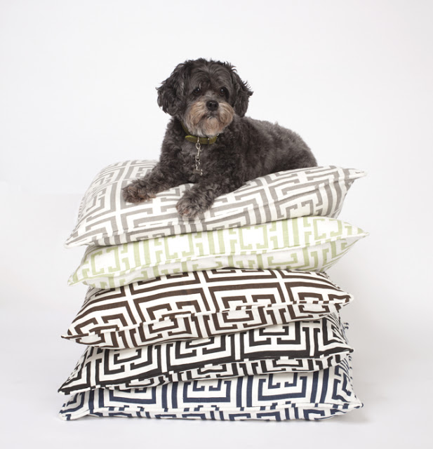 Dog sitting on a stack of COCOCOZY Logo pillows