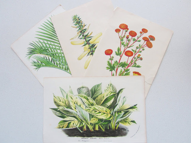 English botanical prints from the 1870s