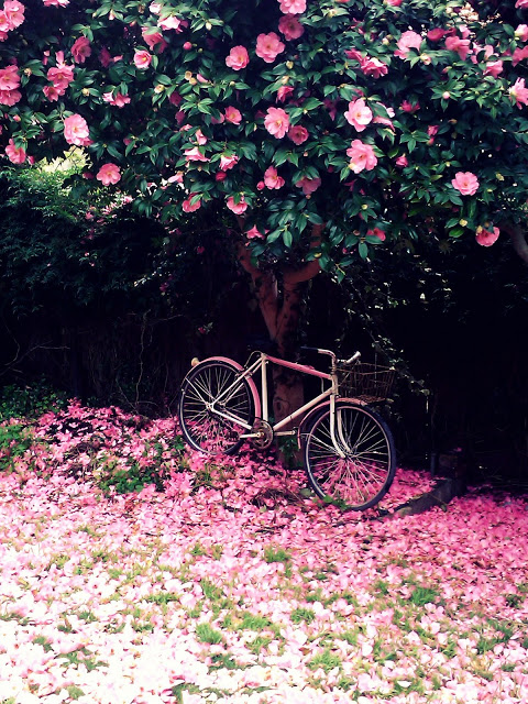Camellia tree losing its pink blooms. A pink bike has been parked under the tree and is surrounded by the falling flowers