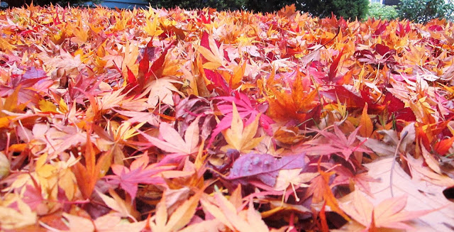 pile of orange, yellow and red fall leaves