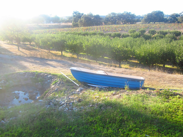 blue boat in front of rows of grape vines at the Beckmen Vineyards