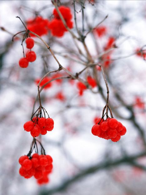 red winter berries