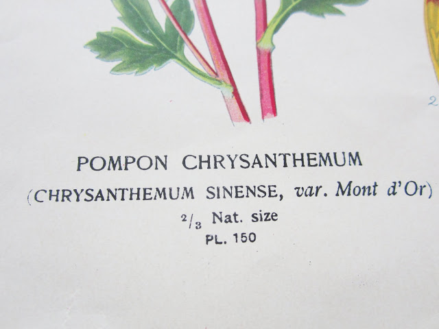 Close up of text from Pompon Chrysanthemum botanical print
