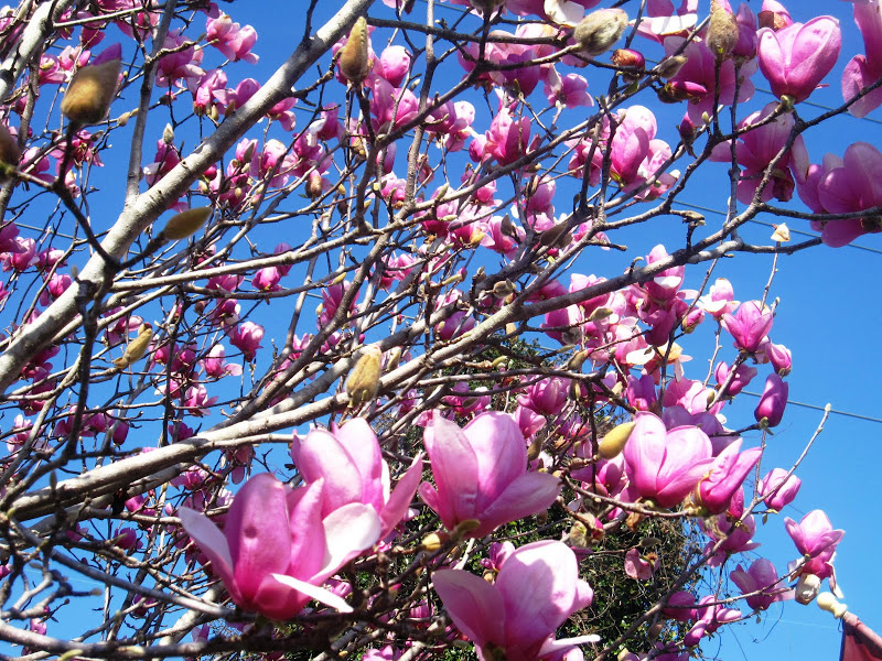  Japanese Magnolia tree in bloom in New Orleans