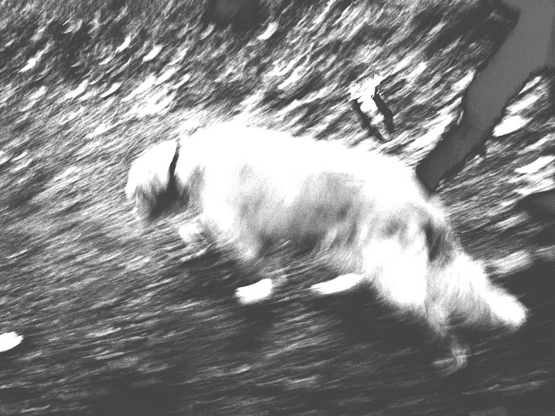 Black and white photo of a Golden Retriever
