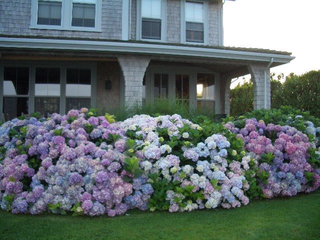Hydrangeas outside a house in Nantucket