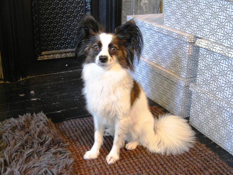 Brown, black and white Papillon