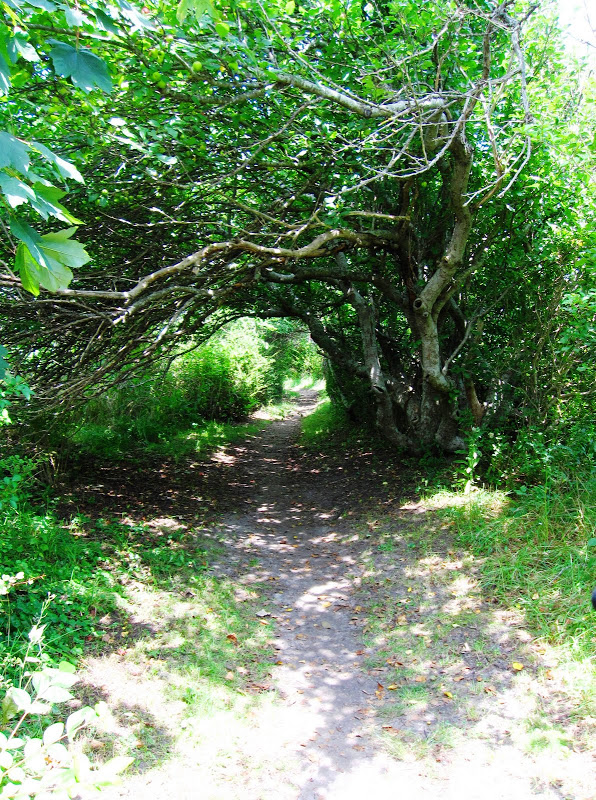 Shady pathway on the Rose Walk in Nantucket