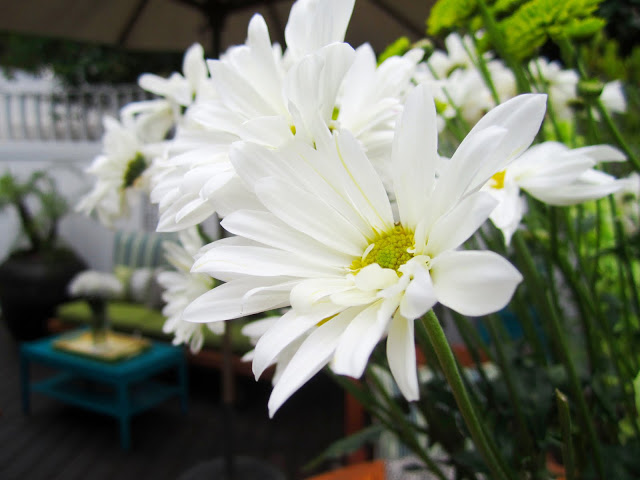 White daisies 