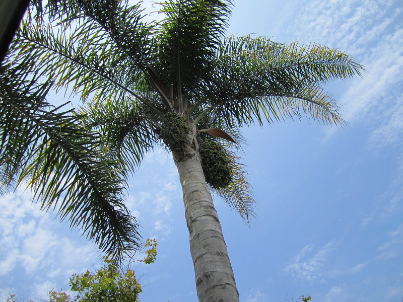 Blue skies and a palm tree in Los Angeles