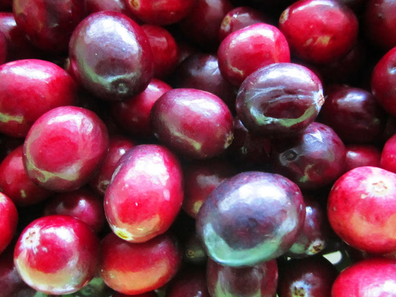 Close up of cranberries