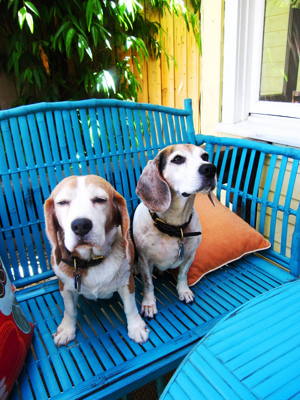 Two beagles on a turquoise blue rattan bench in Venice Beach, CA